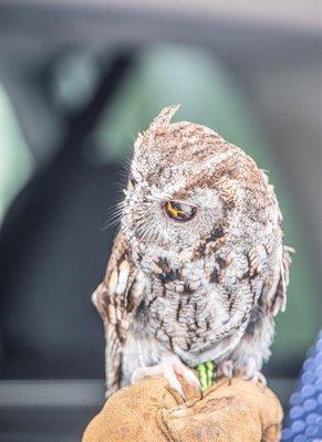 Western Screech Owl