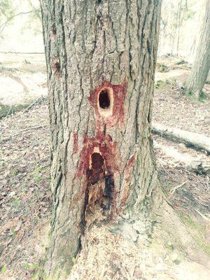 Pileated woodpecker was here