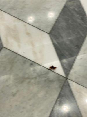 Pest in the main lobby