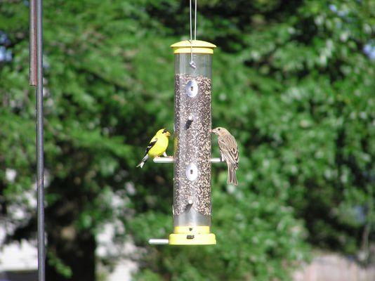 Common Sparrows are among my personal favorites. "His eye is on the sparrow and I know He watches me!" Yes!