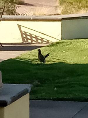 A visitor,  looking out for Wiley Coyote