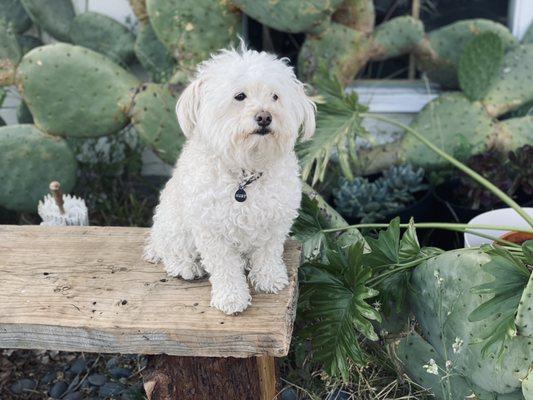 Cute dog that hangs out there.