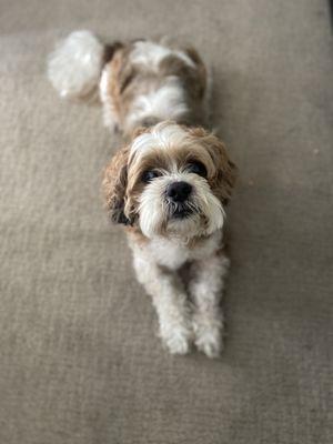 My dog Benjie before a hair cut