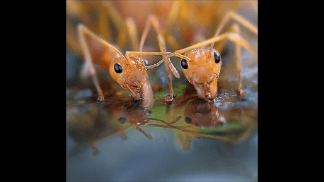 Beadle Bug Patrol