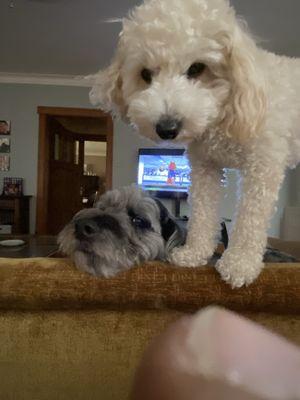 Loyal customers of Elmhurst animal hospital