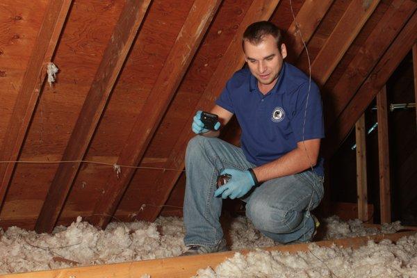 Mice infest attics and contaminate the insulation with their urine.