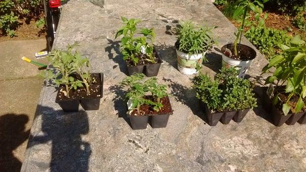 Rosemary Oregano, 2 varietals of hot peppers, grape & cherry tomatoes. Phase-not yet at 1