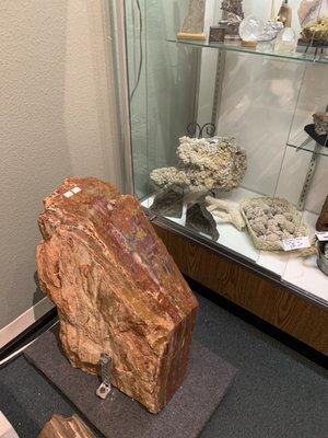 Huge chunk of petrified wood