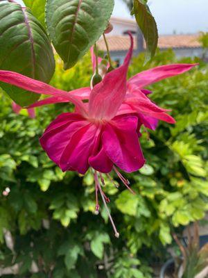 Beautiful hanging plant we just purchased from Lucky. So bright and vibrant and healthy.