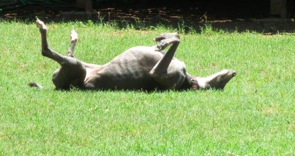 Plenty of outside/yard time to explore, stretch their legs, or just relax and do some sunbathing