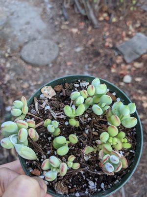 Succulent By Bessy