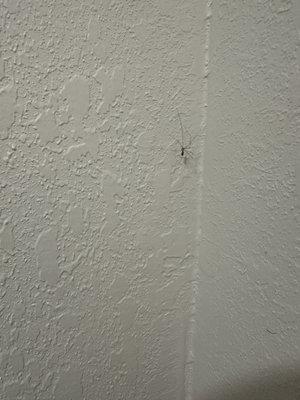 spider in restroom