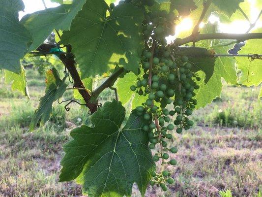 The Grapes at Vista Ridge