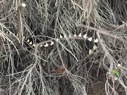 Little California King snake on the side of the trail. :)