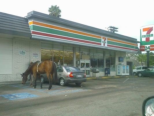 Best place to take your horse.