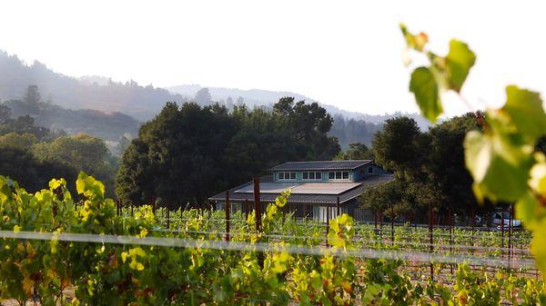 The Tasting Room & lower vineyards