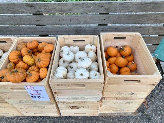 Mini pumpkins