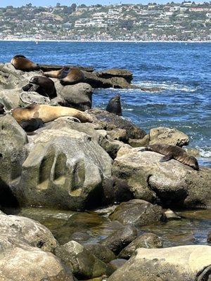 So many sleepy seals!