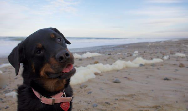 layla at the beach on an extended saturday walk