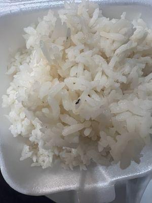 Bugs in rice