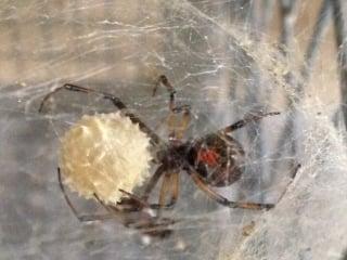 Black Widow Spider with eggs