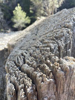 Cut tree trunk