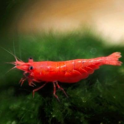 Grade AA Cherry Shrimp