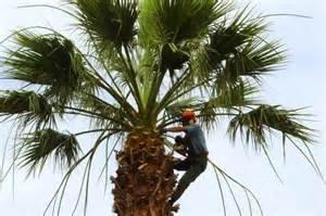 Palm Pruning