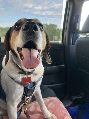 Cooper after a hike in the park