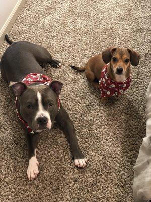 Loving their bandannas!