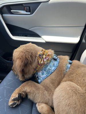 Adorable fabric flower they sent her home with