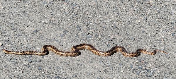 Coast Gopher Snake