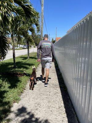 Walking next to her Daddy like Chris trained. Thank you!