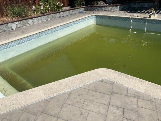 Algae treatment before