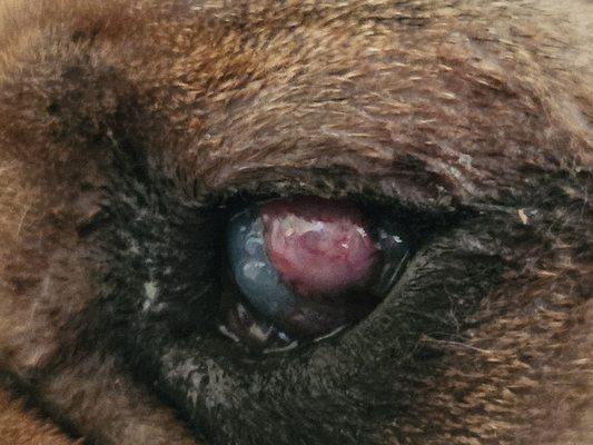 Picture of his eye 5 days after his emergency surgery to have 3 skin grafts placed over his eye.