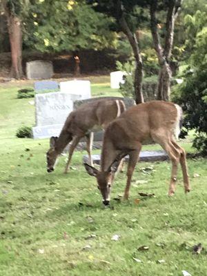 Deer grazing