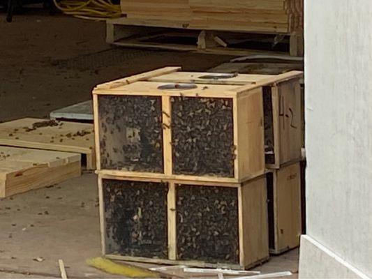 Packages of bees waiting to be picked up