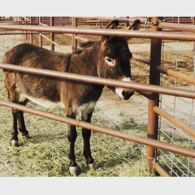 Modesto Livestock Auction & Flea Market