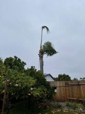 Taking down a palm