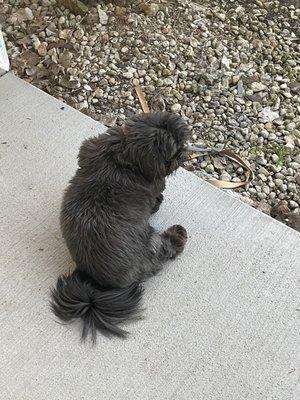 Shih Tzu and Furbaby Rescue