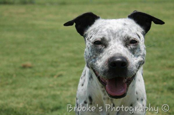 Dakoda is always one of the most well behaved dogs here at ACE!