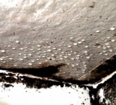 Mold- The policy has specific language & limitations that apply to this coverage. We will investigate the cause & origin of t...