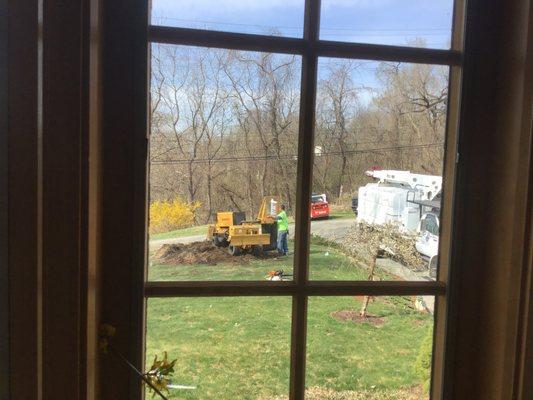 Grinding the stump in the front yard.