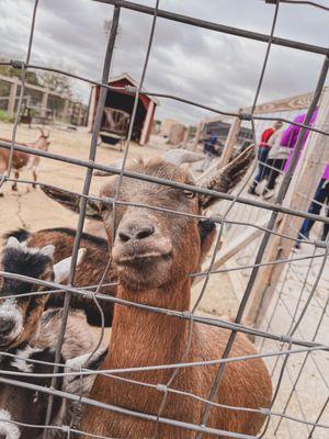 Feeding the goats