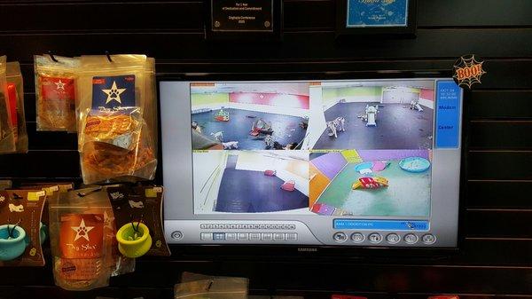 Streaming video screen of dog play rooms. You can also watch online!