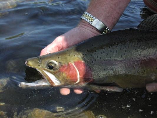 Lower Sacramento River Resident Rainbow Trout