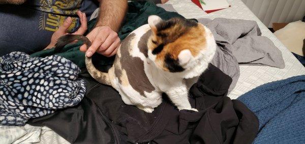 This is humiliating! Came in for a sanitary clip. She got a second-rate lion cut. A humiliating look that will take months to recover from.