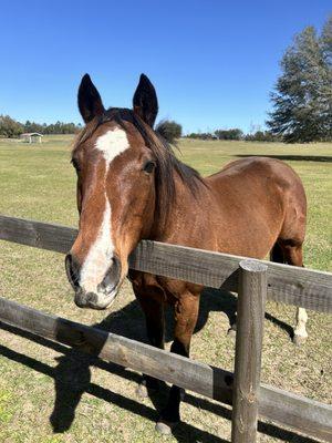 Beautiful and sweet horses that love carrots, and it's a great place to walk around with some shaded areas. Definitely recommend.