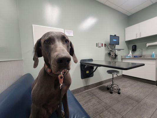 Bart in the exam room