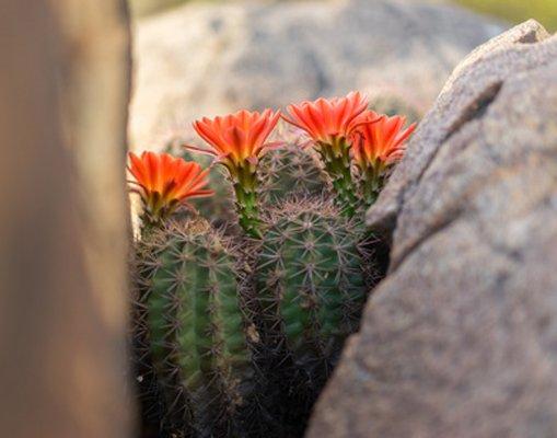 ABQ wedding florist